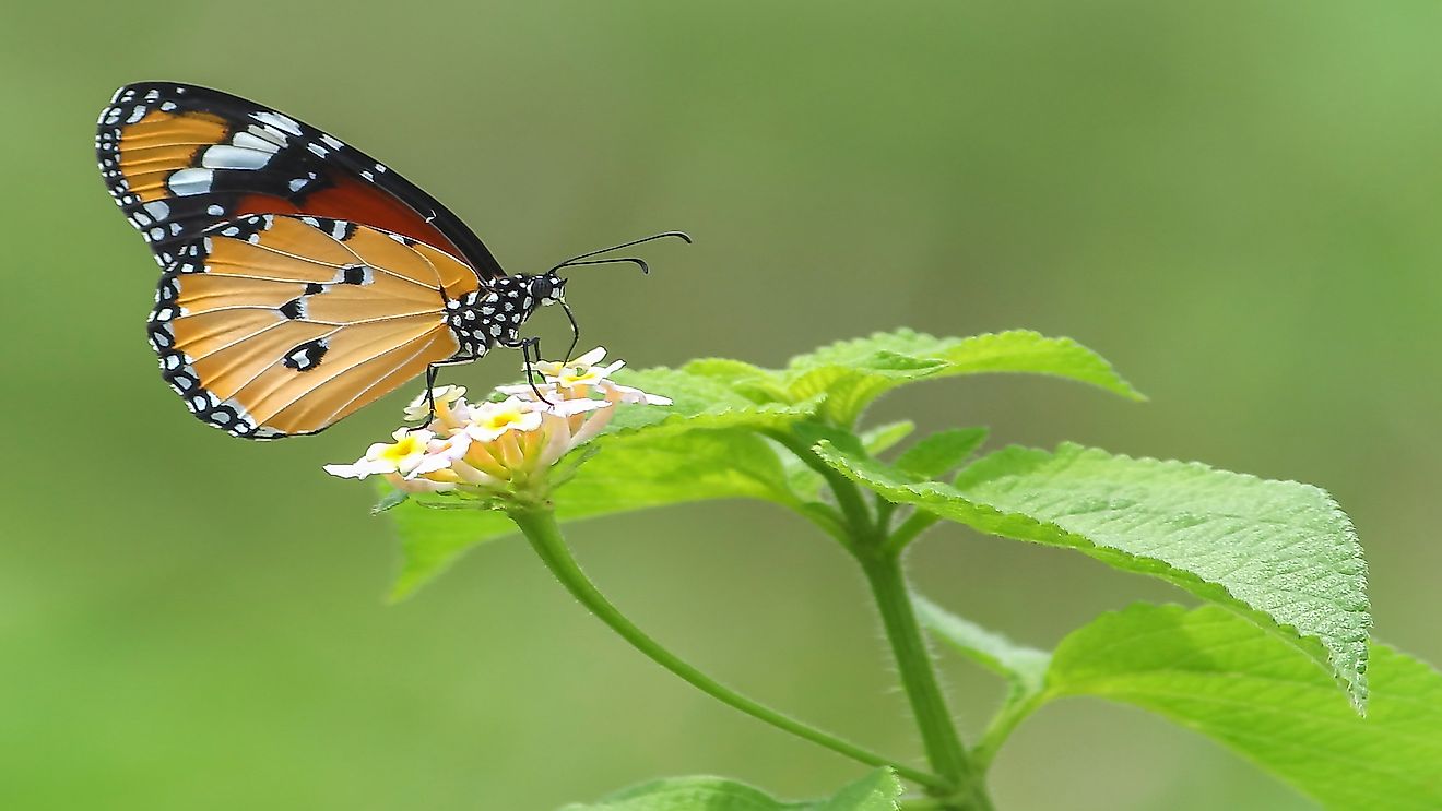 All You Need To Know About Pollination Worldatlas