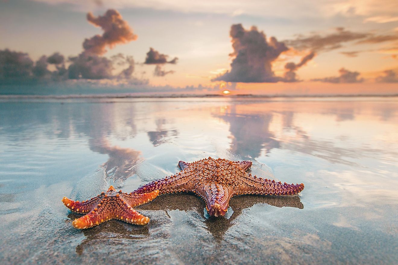 do-starfish-have-eyes-worldatlas