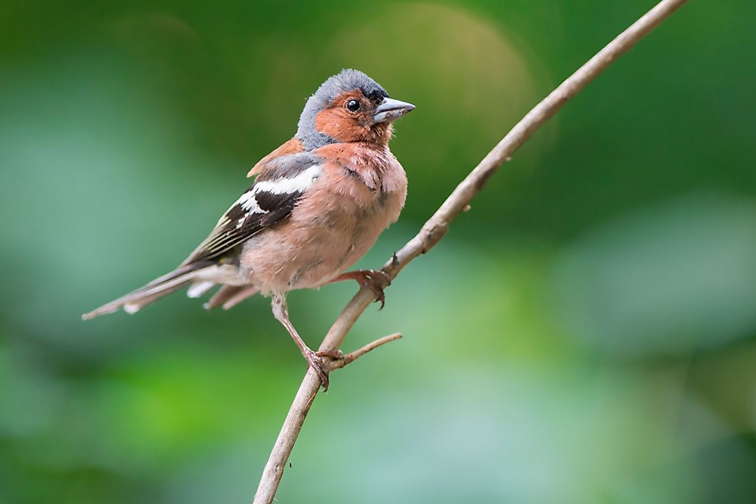 What Are Passerine Birds? - WorldAtlas