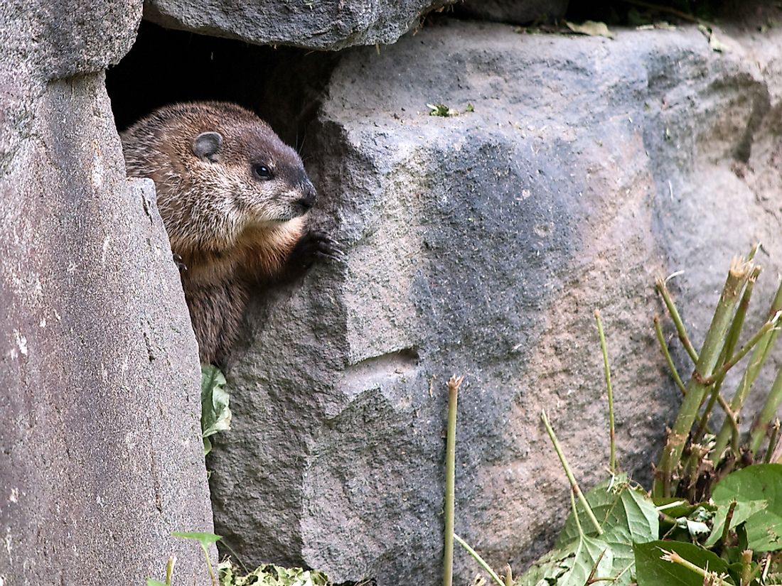 what-is-groundhog-day-worldatlas