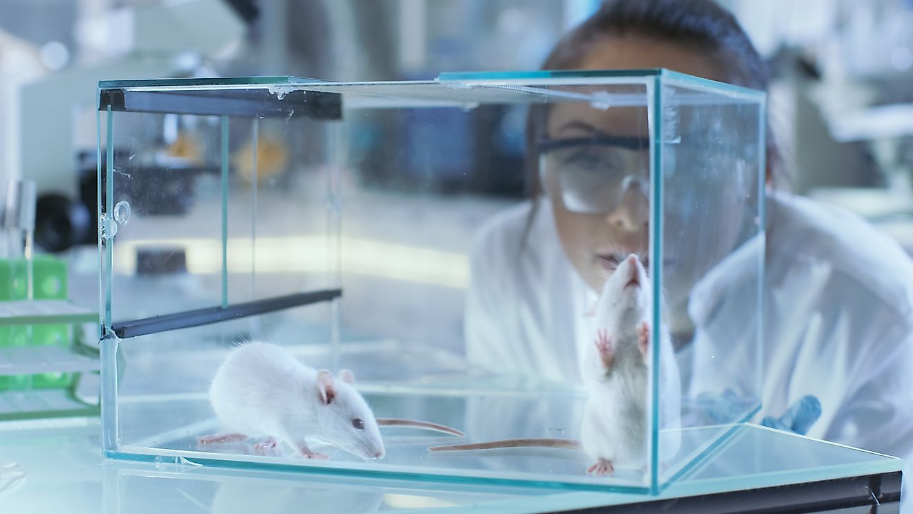 Опыты на лабораторных животных