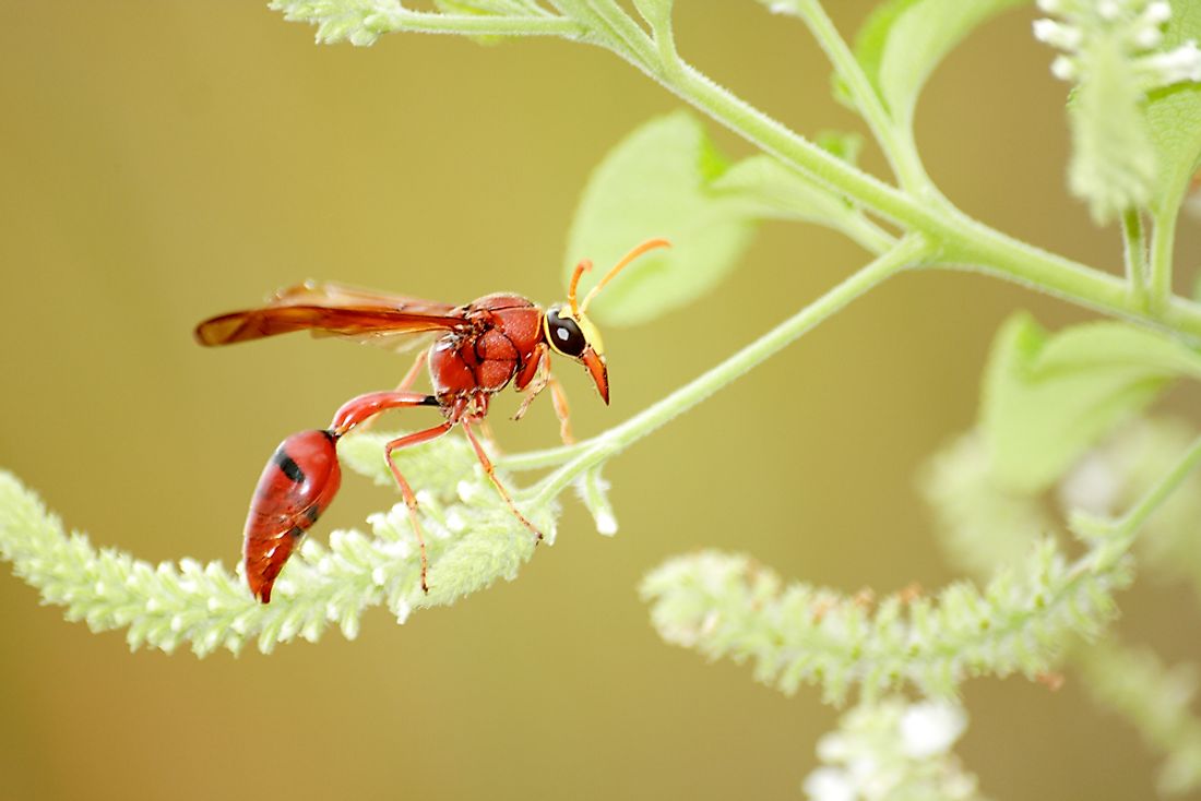 what-is-a-photoheterotroph-worldatlas