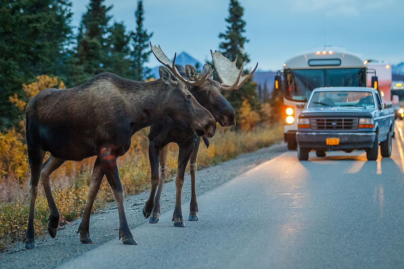 us-wildlife-official-gets-slammed-for-posing-with-dead-animals-he