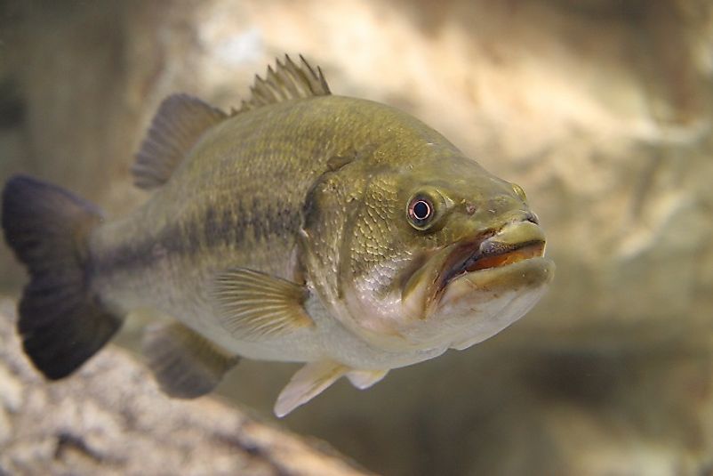 Native Fish Species Of Canada - WorldAtlas