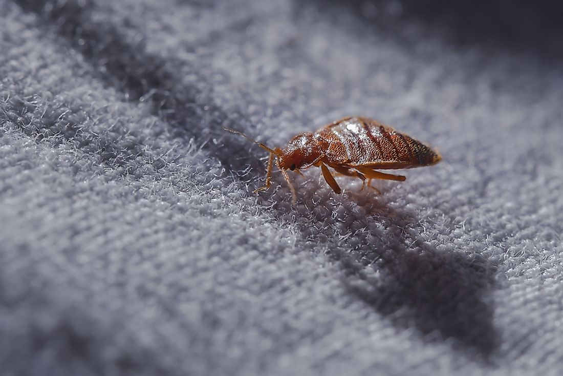 Which Cities Have the Most Bed Bugs? WorldAtlas