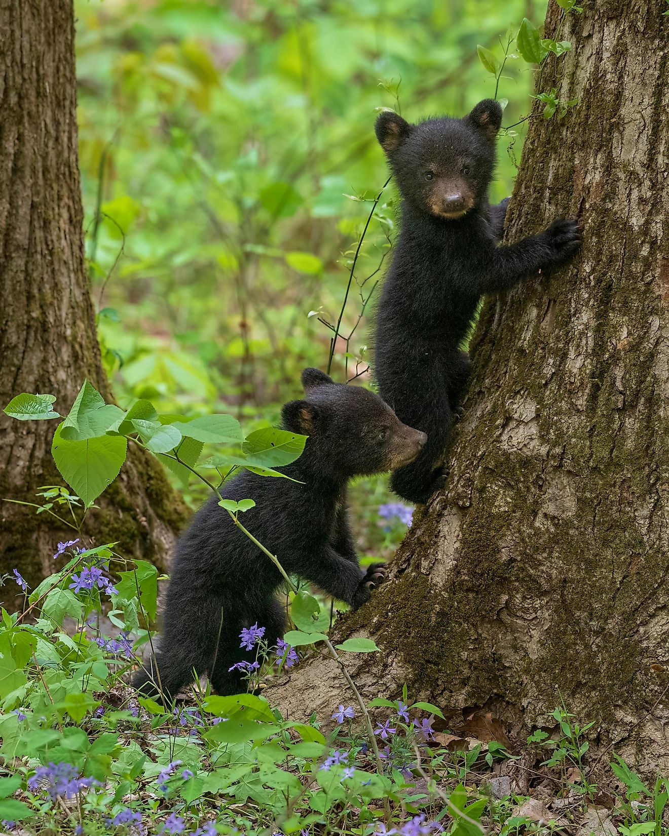 The 13 Most Beautiful Wild Animals In Wisconsin - WorldAtlas