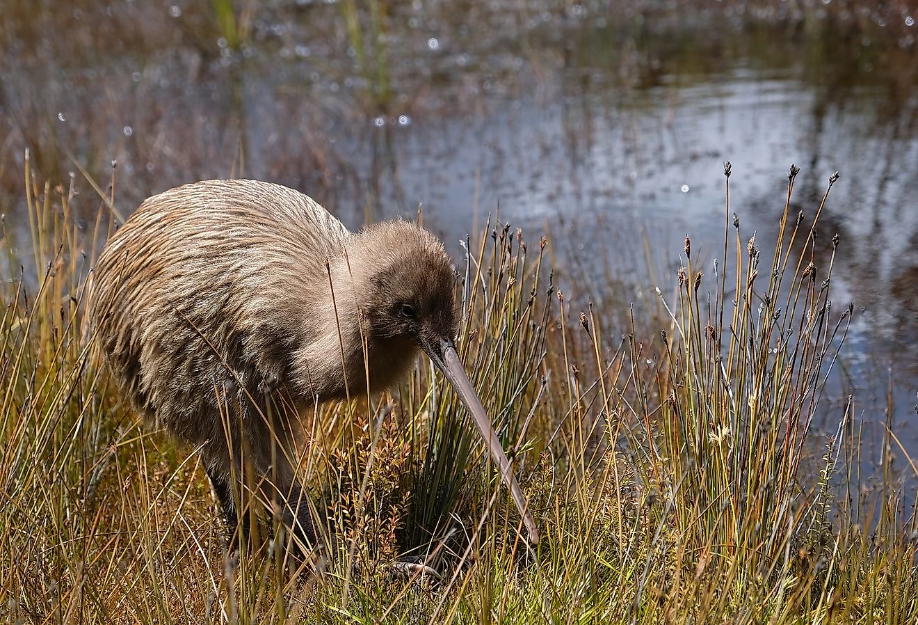 The 5 Species Of Kiwis Of New Zealand - WorldAtlas