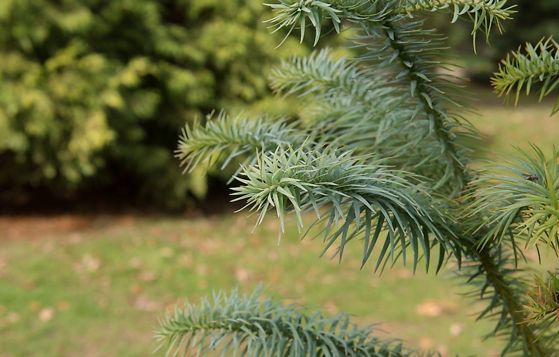 nature-in-a-minute-ancient-plant-taking-flight