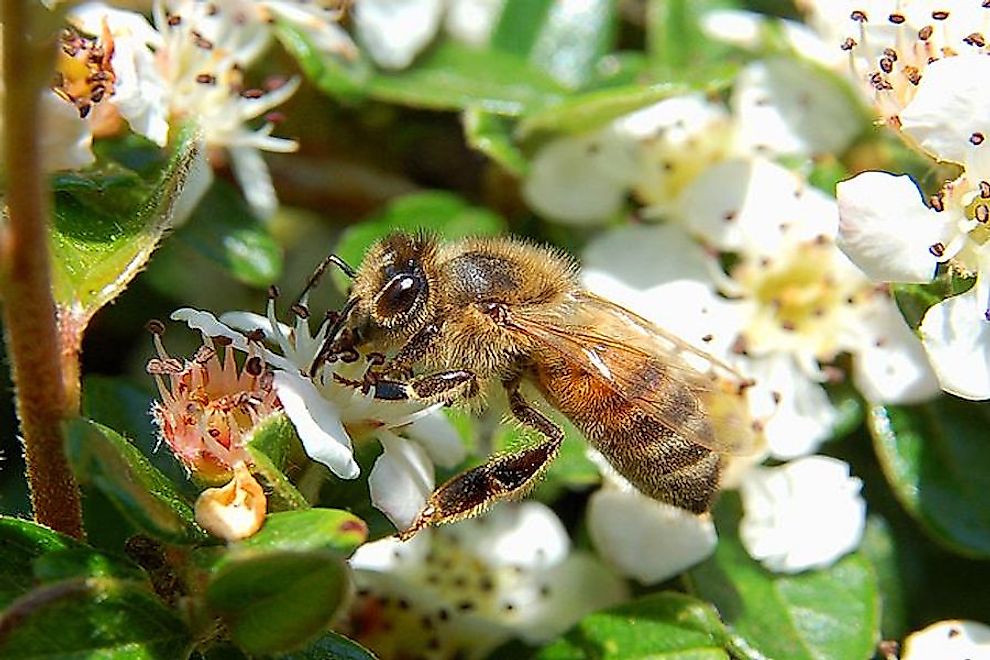 The Seven Different Types of Honey Bees - WorldAtlas