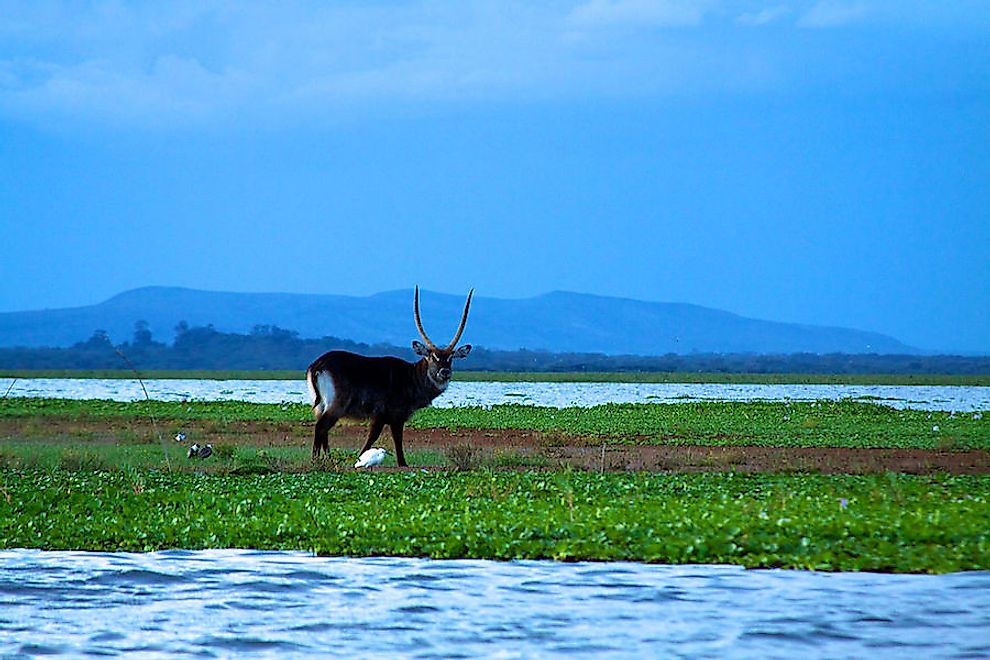 Ramsar Wetlands Of Kenya - WorldAtlas