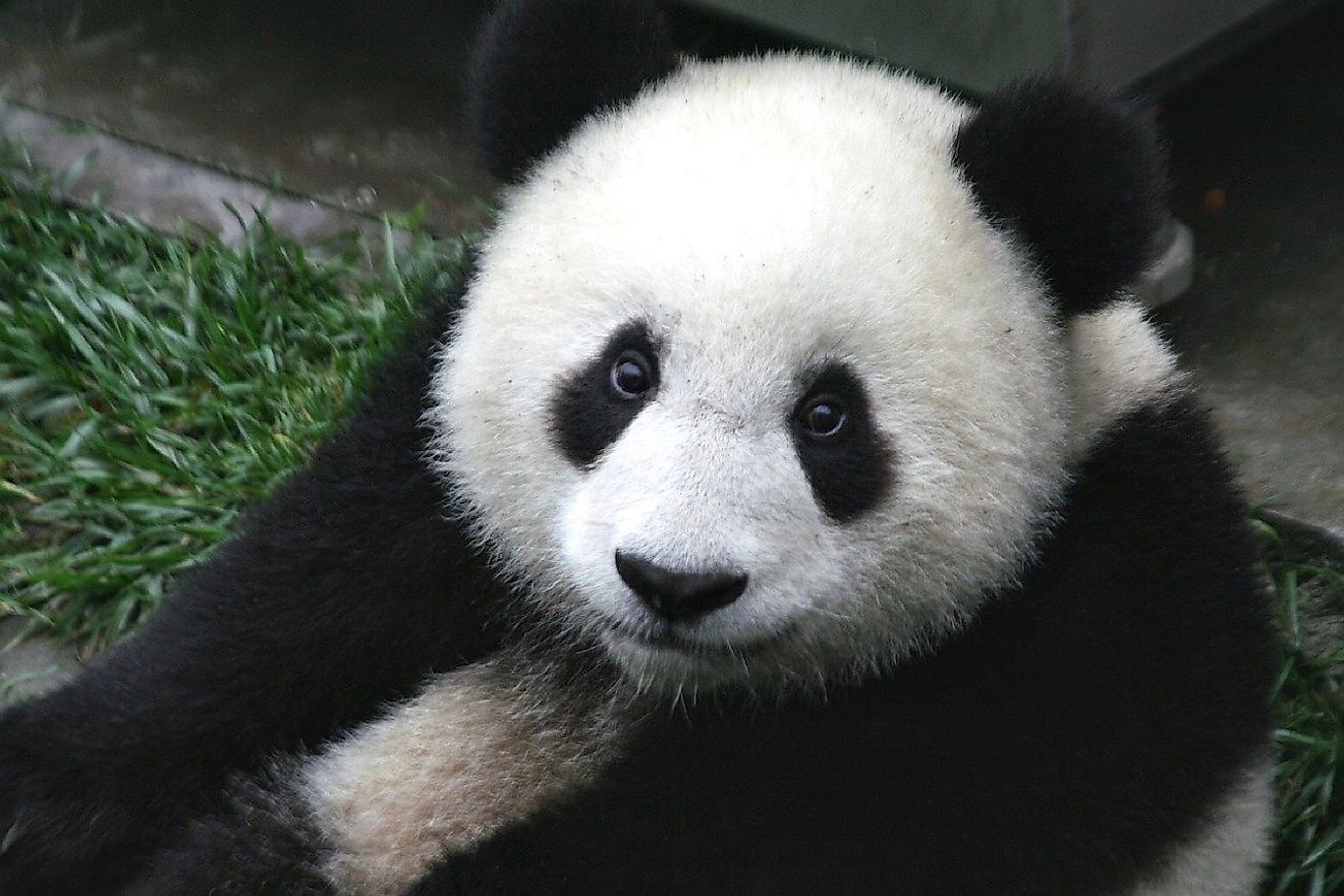 are-pandas-endangered-worldatlas