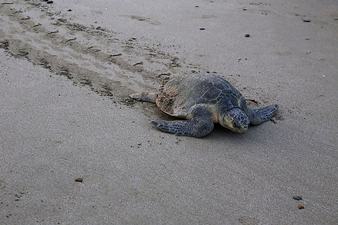 olive-ridley-sea-turtle-facts-animals-of-north-america-worldatlas