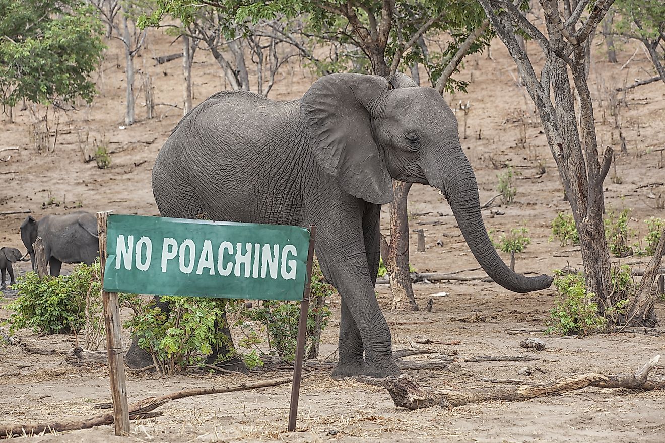 stop animal poaching