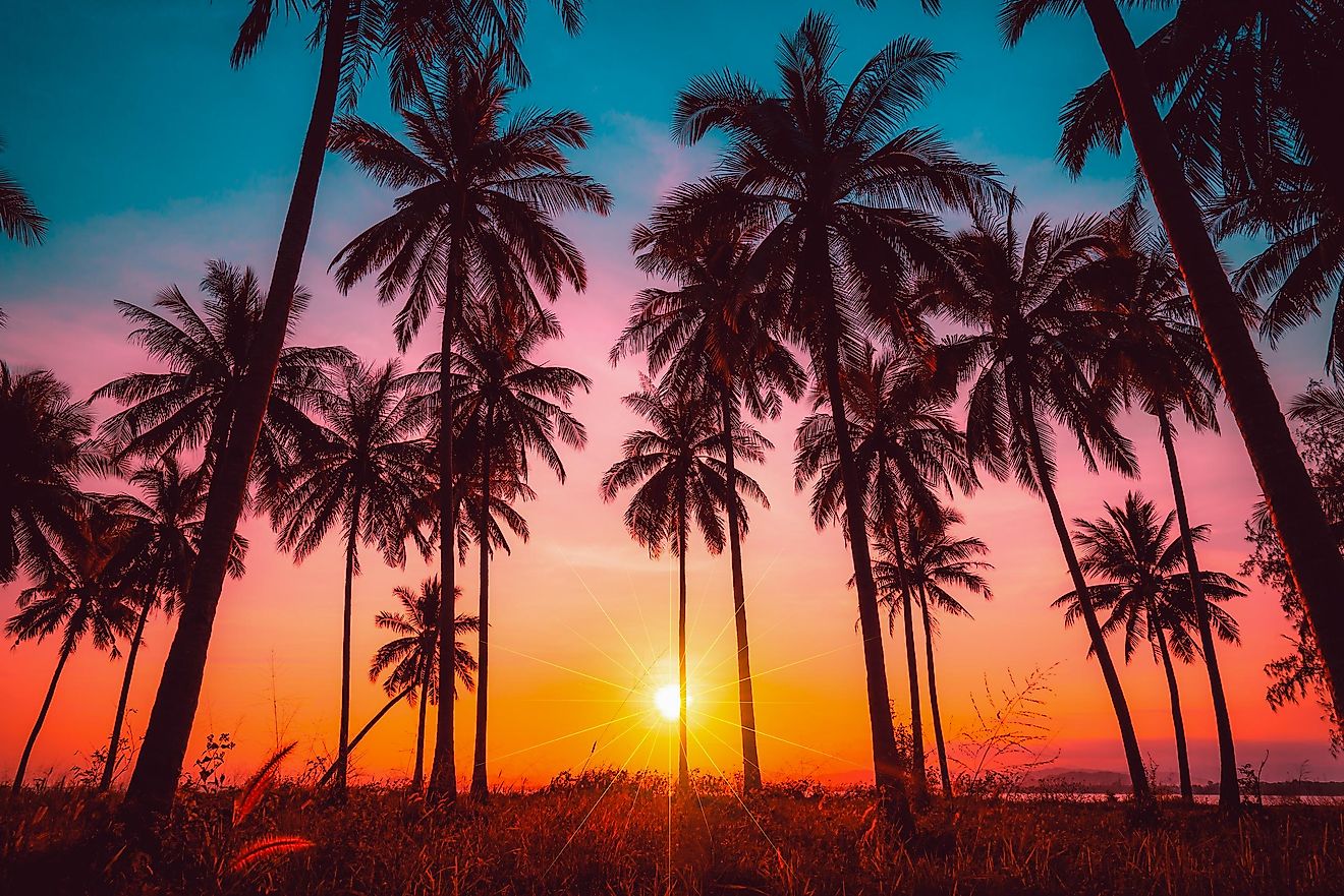 10 Different Types Of Palm Trees And Where To Find Them - WorldAtlas