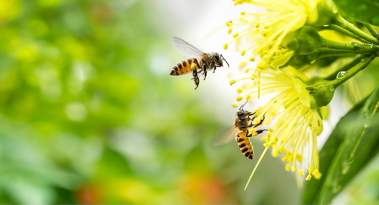 is-a-bee-an-insect-or-a-bug-worldatlas