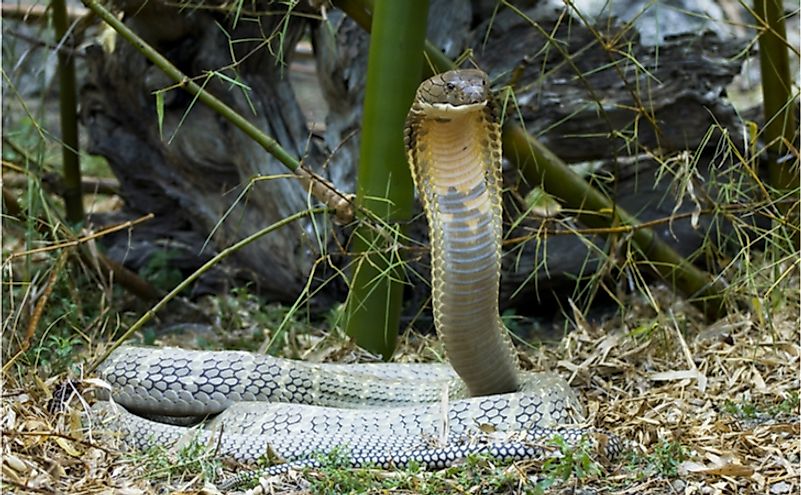 8 Interesting Facts About The King Cobra - WorldAtlas