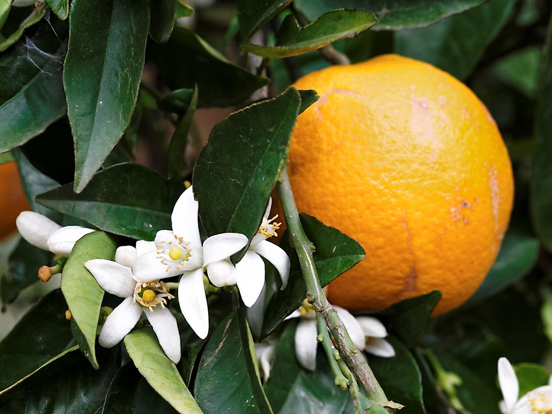 Orange Blossom Florida State Flower 