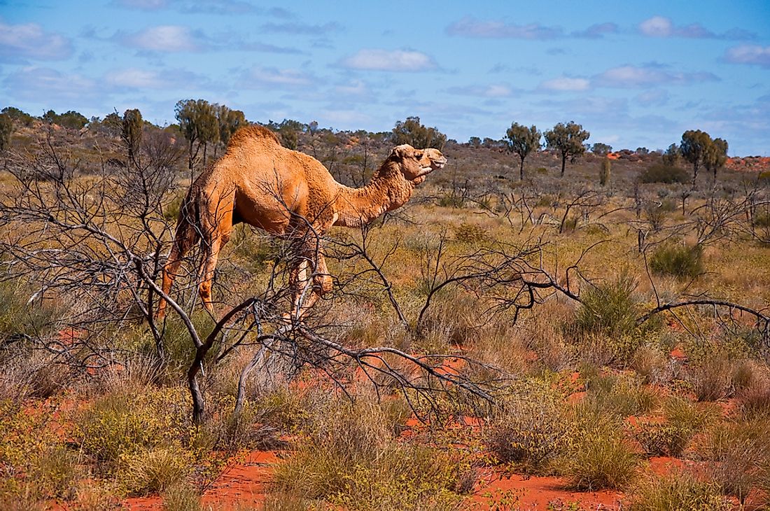 What Do Camels Eat? - WorldAtlas