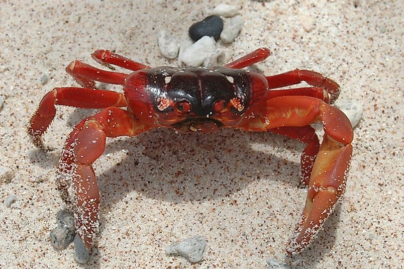 Christmas Island Red Crabs - Animals Of Oceania - WorldAtlas