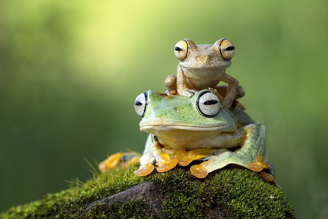 What Are Amphibians? - WorldAtlas