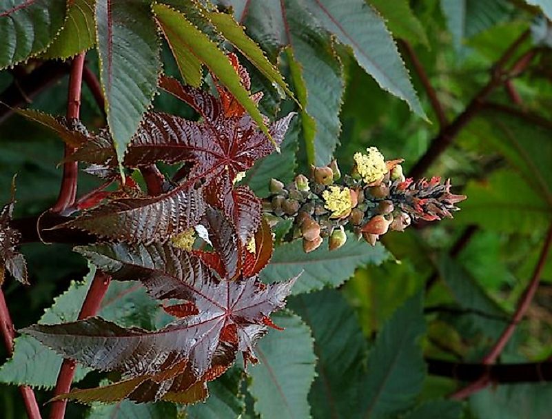 Клещевина. Смертоносное растение. Deadly Stingers растение. Клещевина горячее сердце фото.