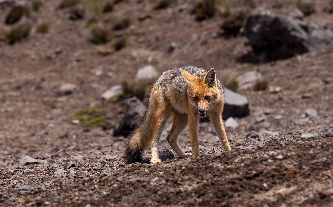 10 Wild Animals Found In Ecuador - WorldAtlas