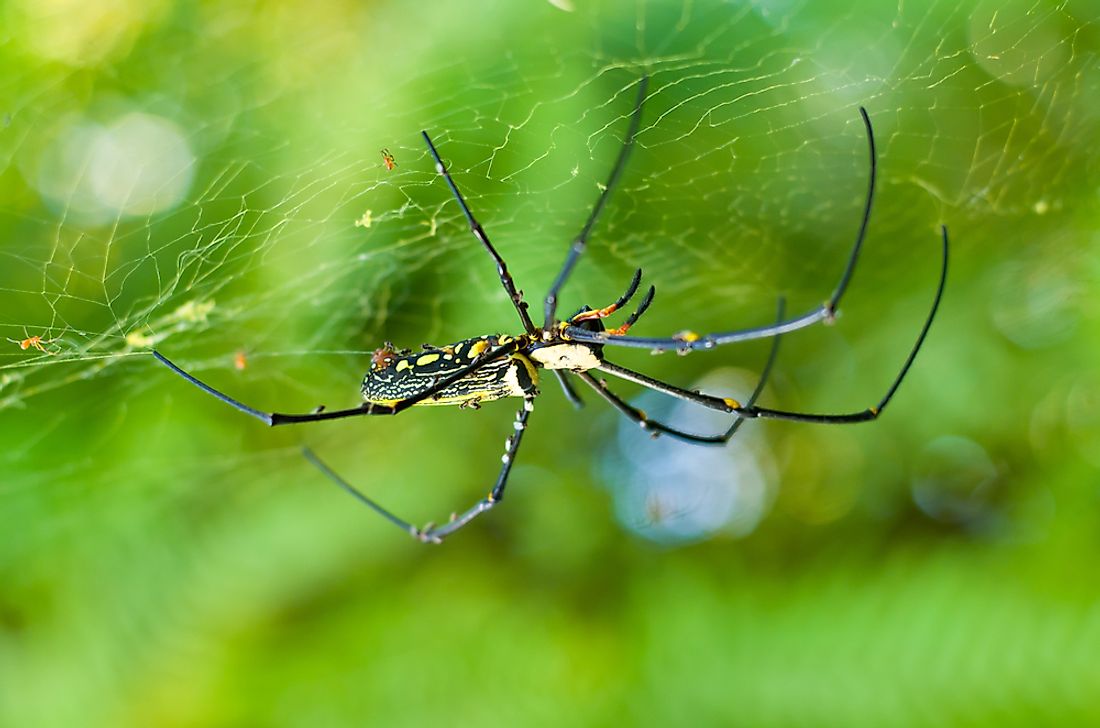 How Many Legs Does A Spider Typically Have