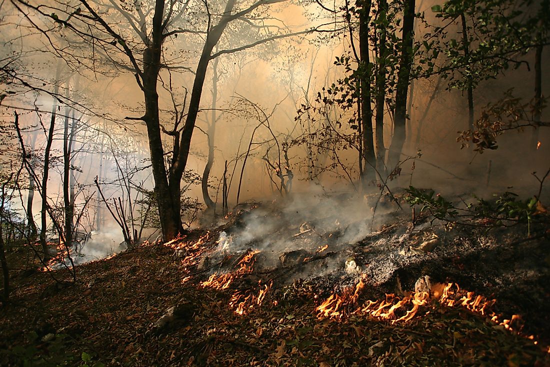 what-are-the-differences-between-a-ground-fire-and-a-surface-fire