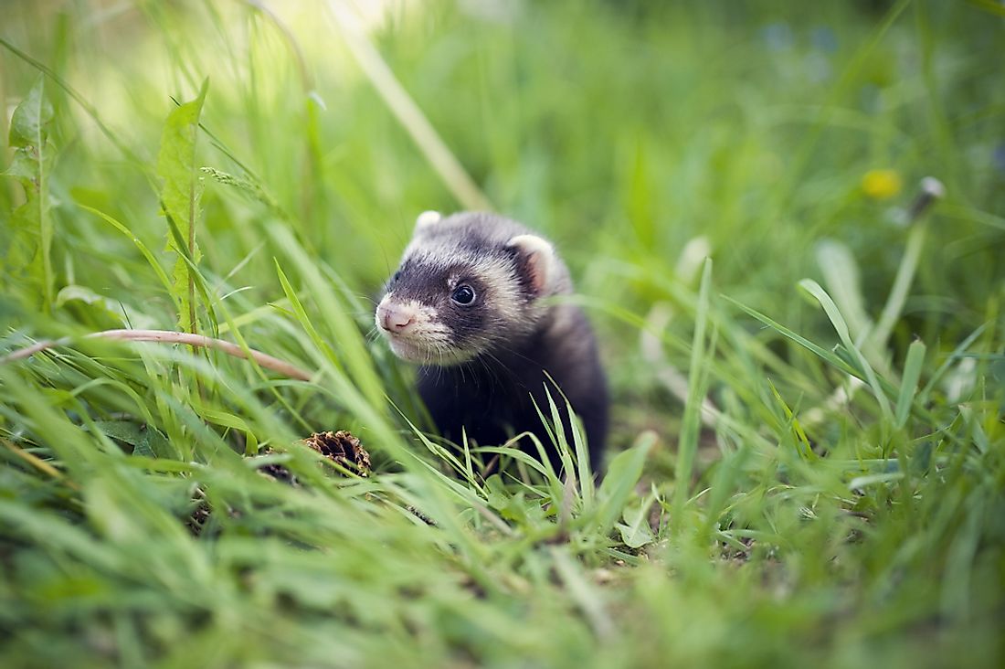 where-do-ferrets-live-in-the-wild-worldatlas