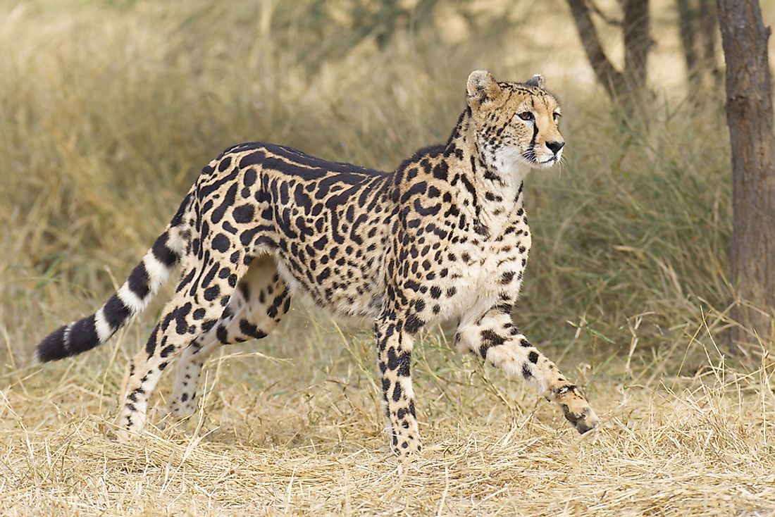 What Is The King Cheetah - WorldAtlas