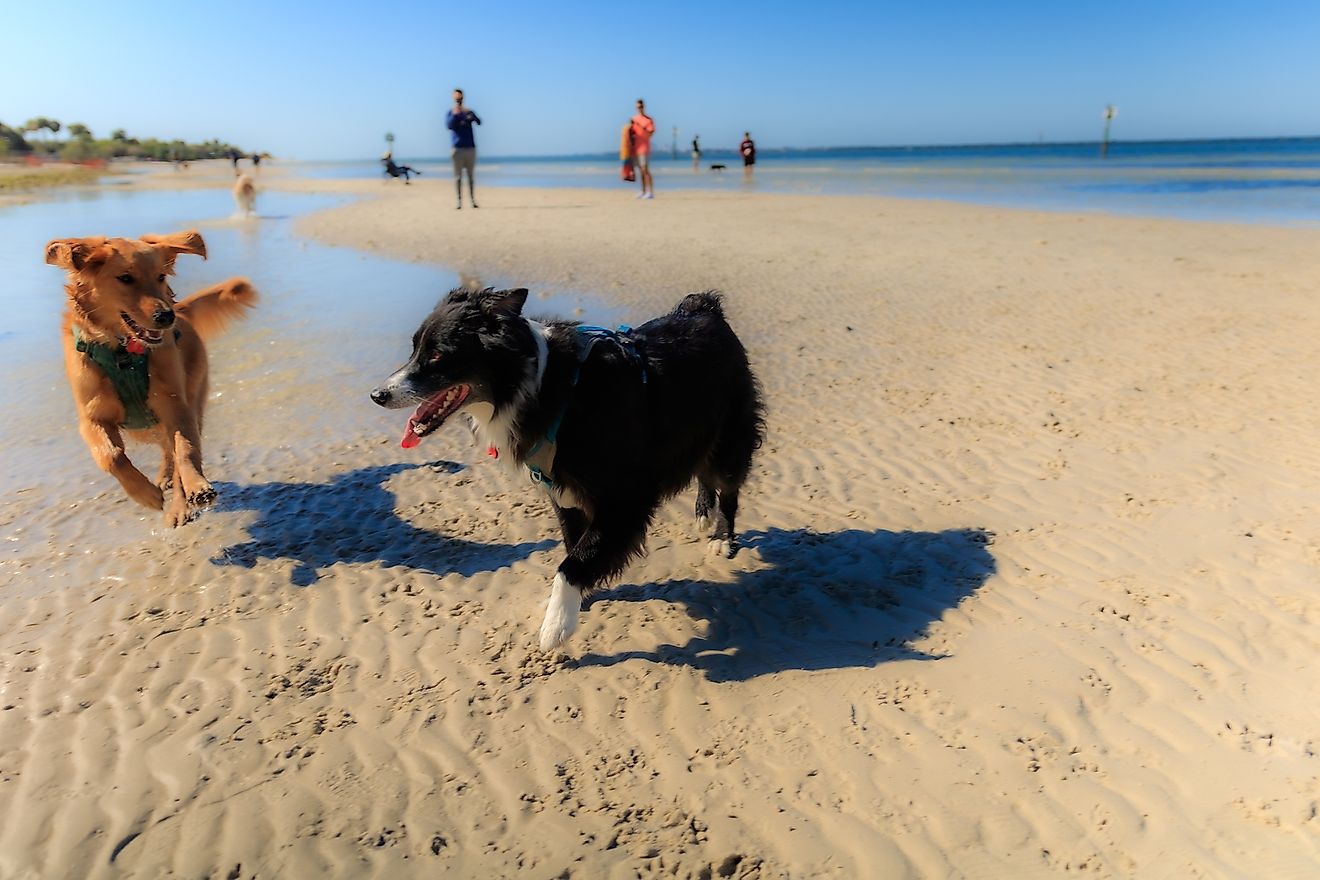 7 Most Dog-Friendly Destinations In Florida - WorldAtlas
