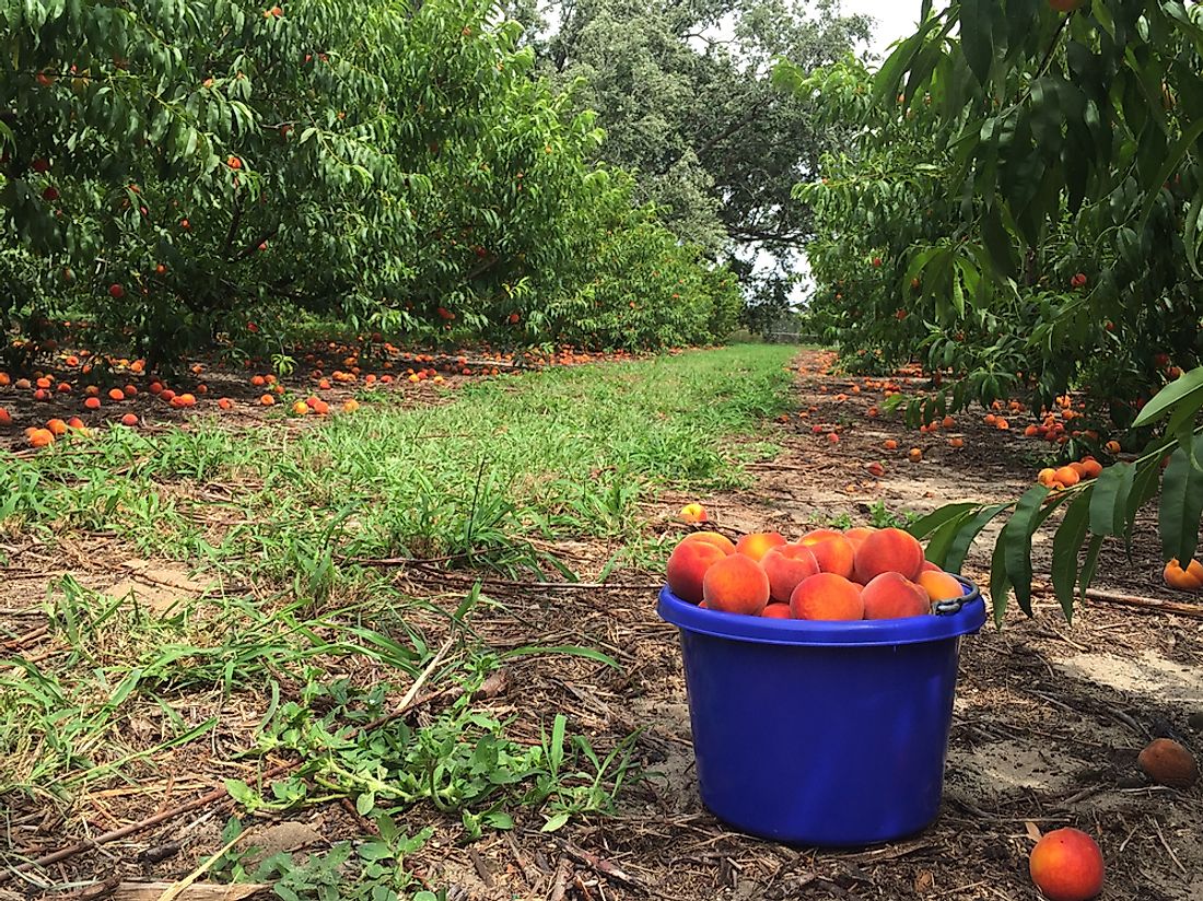 where-do-peaches-grow-worldatlas