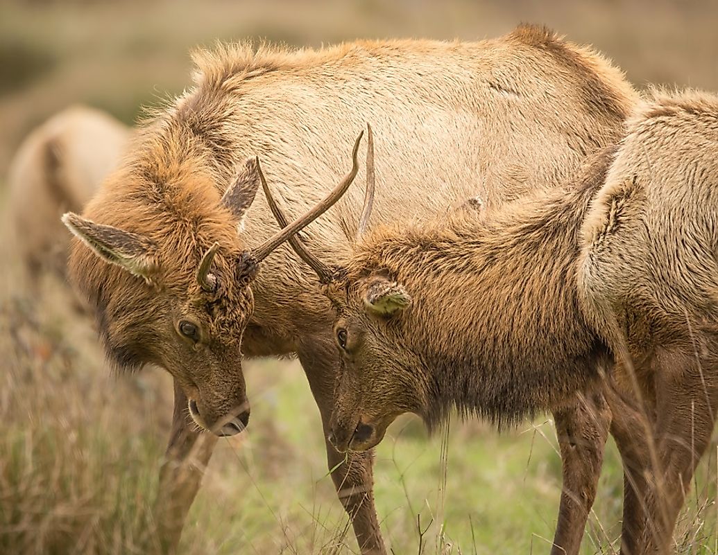 top-10-elk-facts-grand-view-outdoors