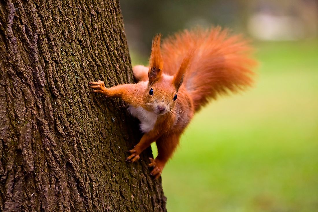 Animals Native to the UK - WorldAtlas