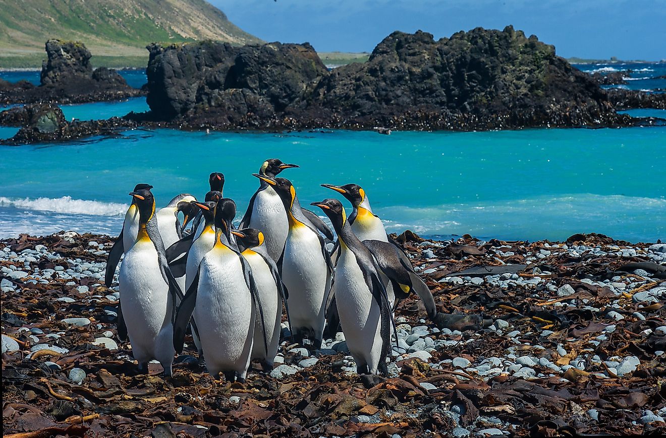 ​Macquarie Island