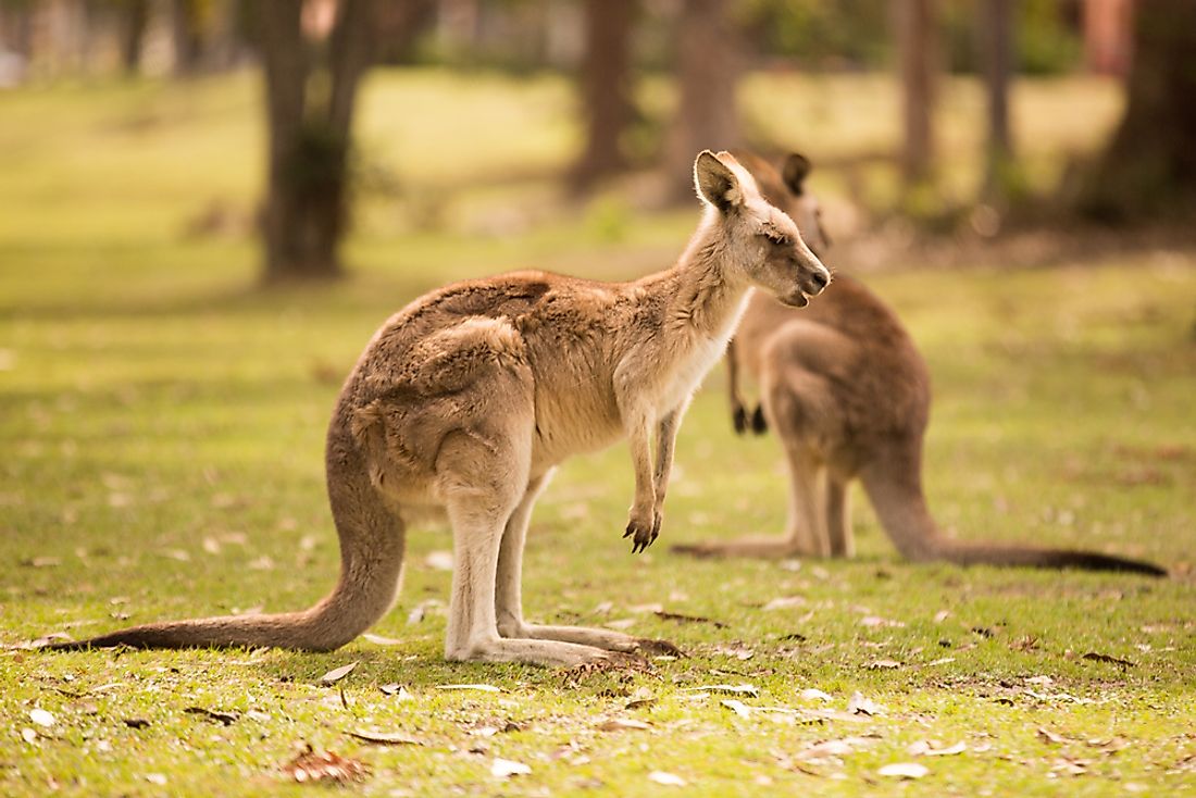 Animals That in Australia -