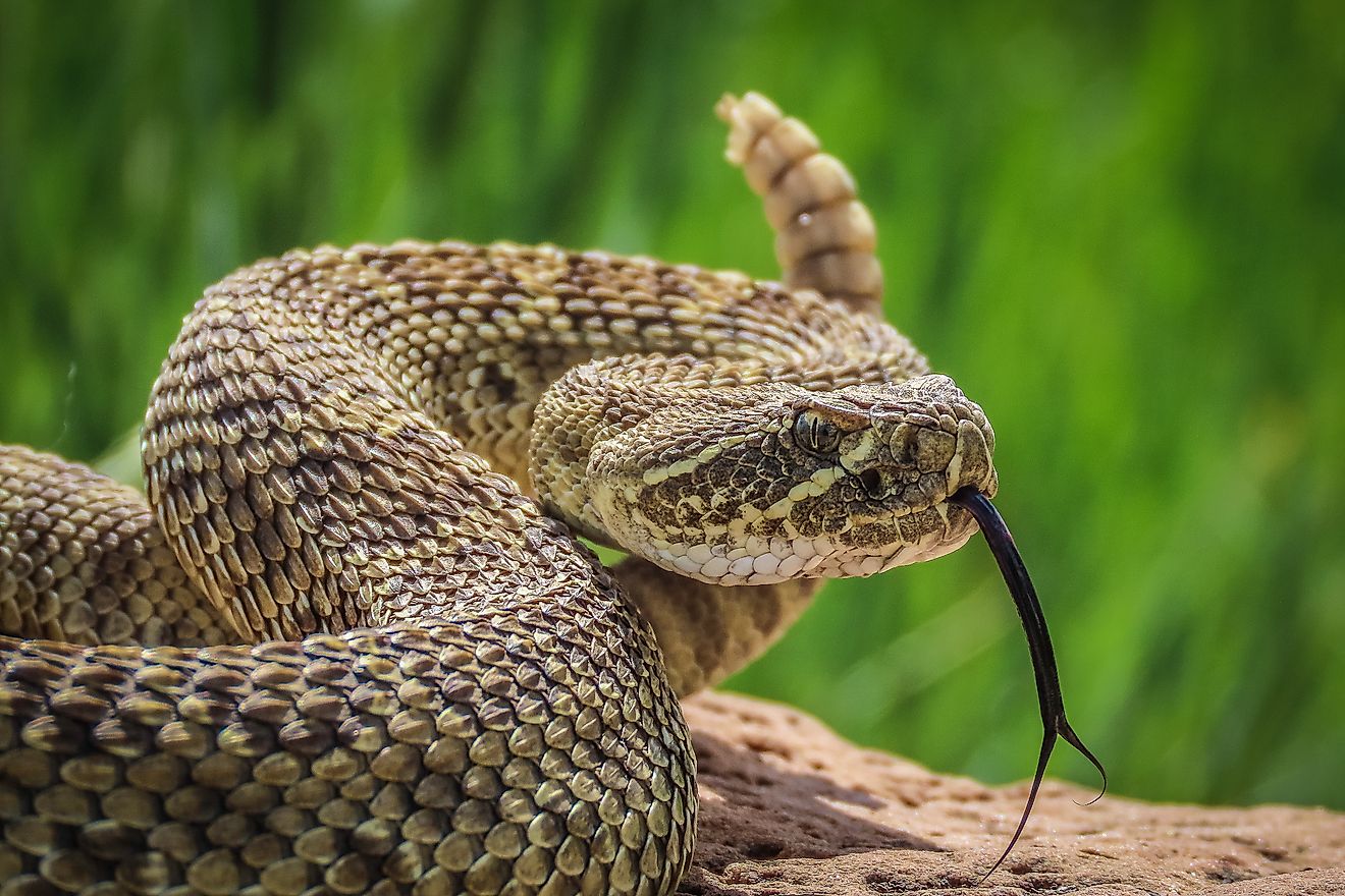 Close-up shot of a prairie rattlesnake.