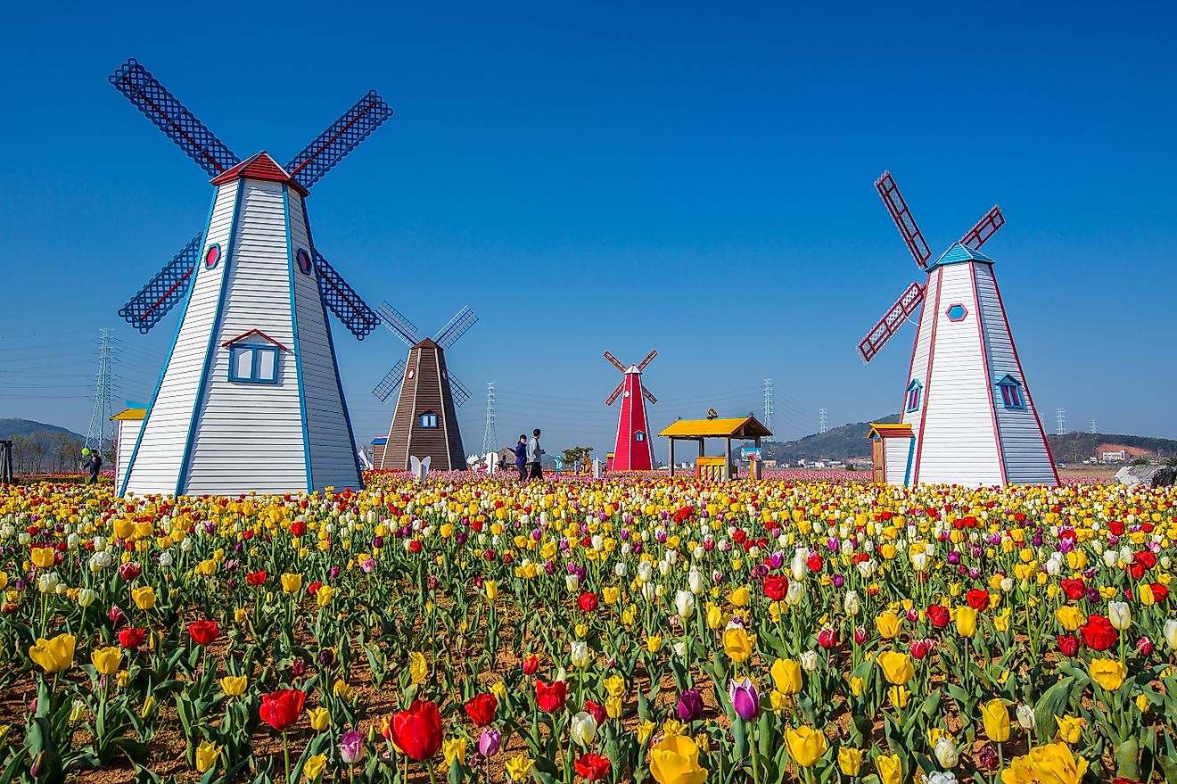 Windmills and tulip gardens in Holland, Michigan.