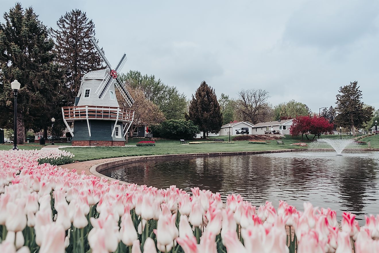 Tulips surrounding a Dutch windmill in the town of Pella, Iowa.