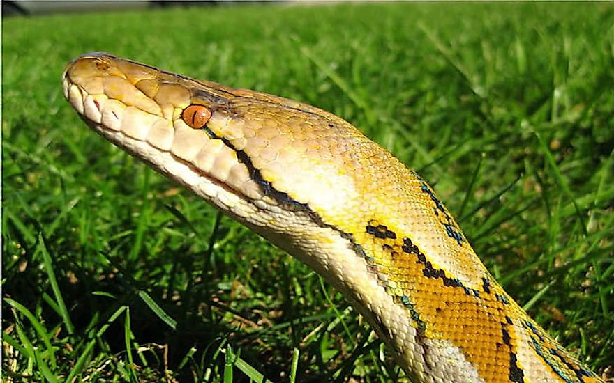 the-largest-snakes-in-the-world-worldatlas