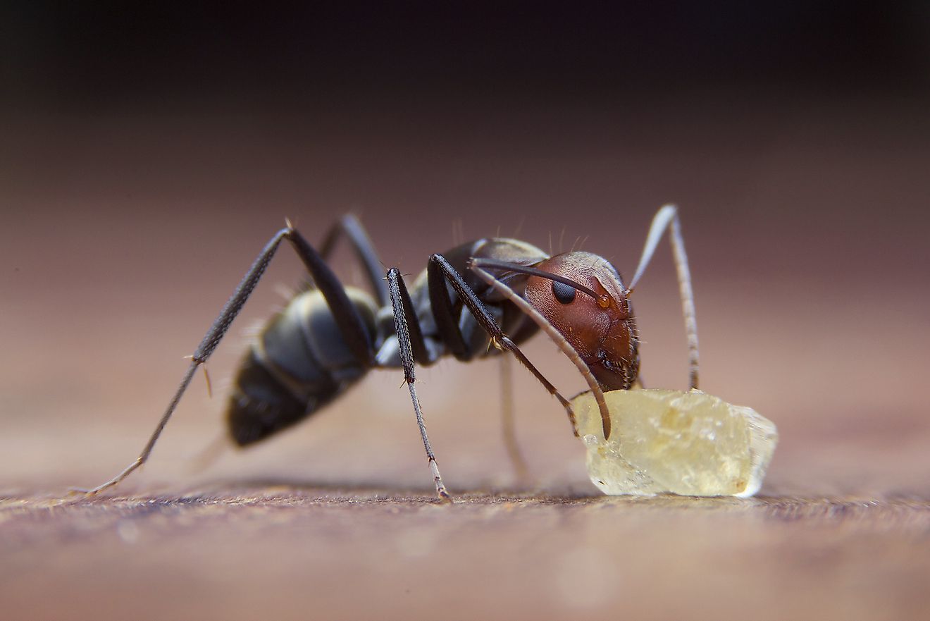 What Do Ants Eat Worldatlas
