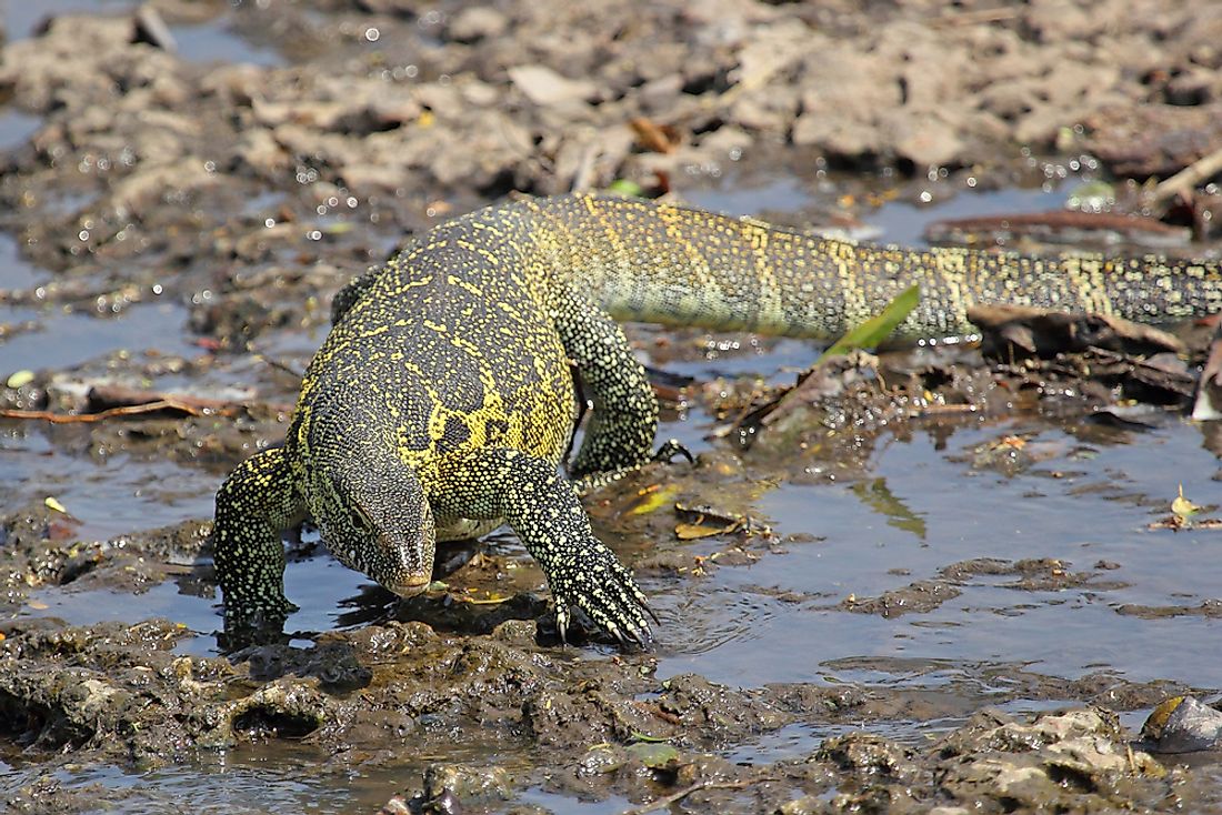 River Nile Animals