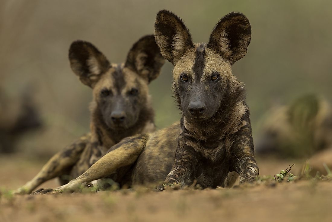 african wild dog pups
