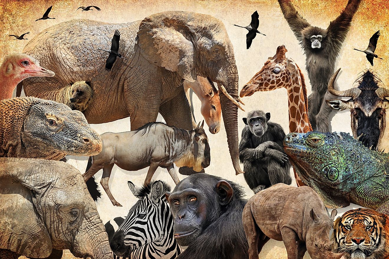 New Big 5 - % Of Wildlife and Wildlife Photography