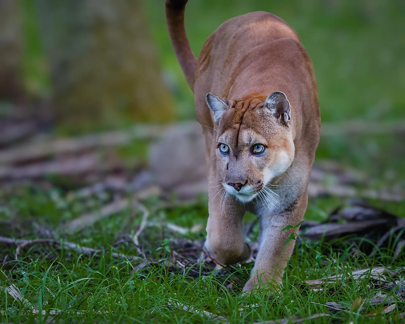 A Florida panther walking through grass.