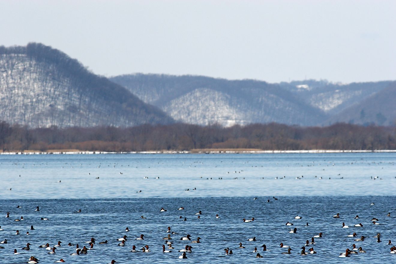 Ducks in the Mississippi River near the bluffs of Iowa's Driftless Area.