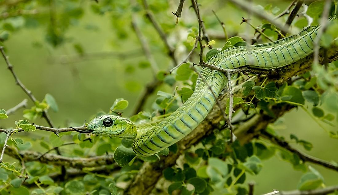 what-animals-live-in-africa-worldatlas