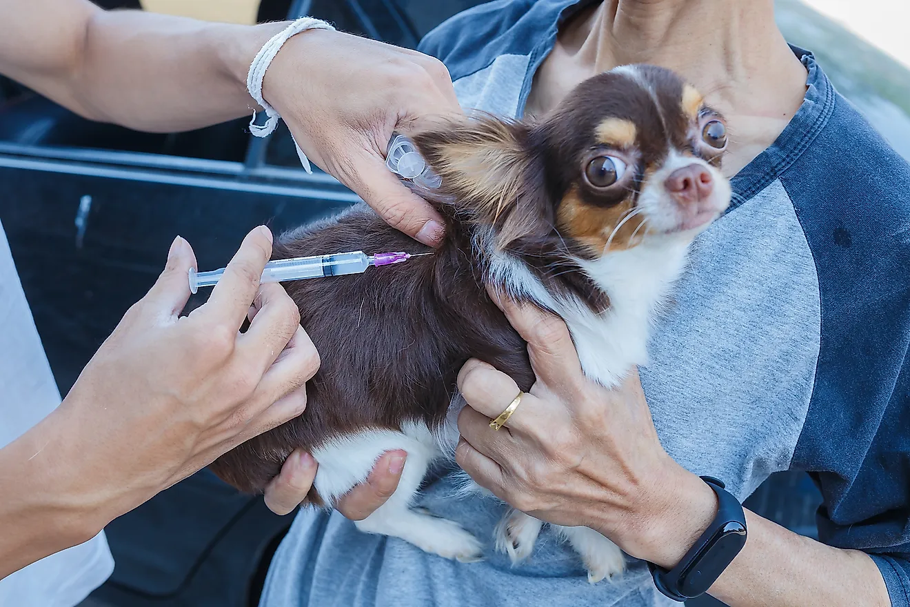 Vaccination of cats and dogs is vital to stop the spread of rabies among humans.