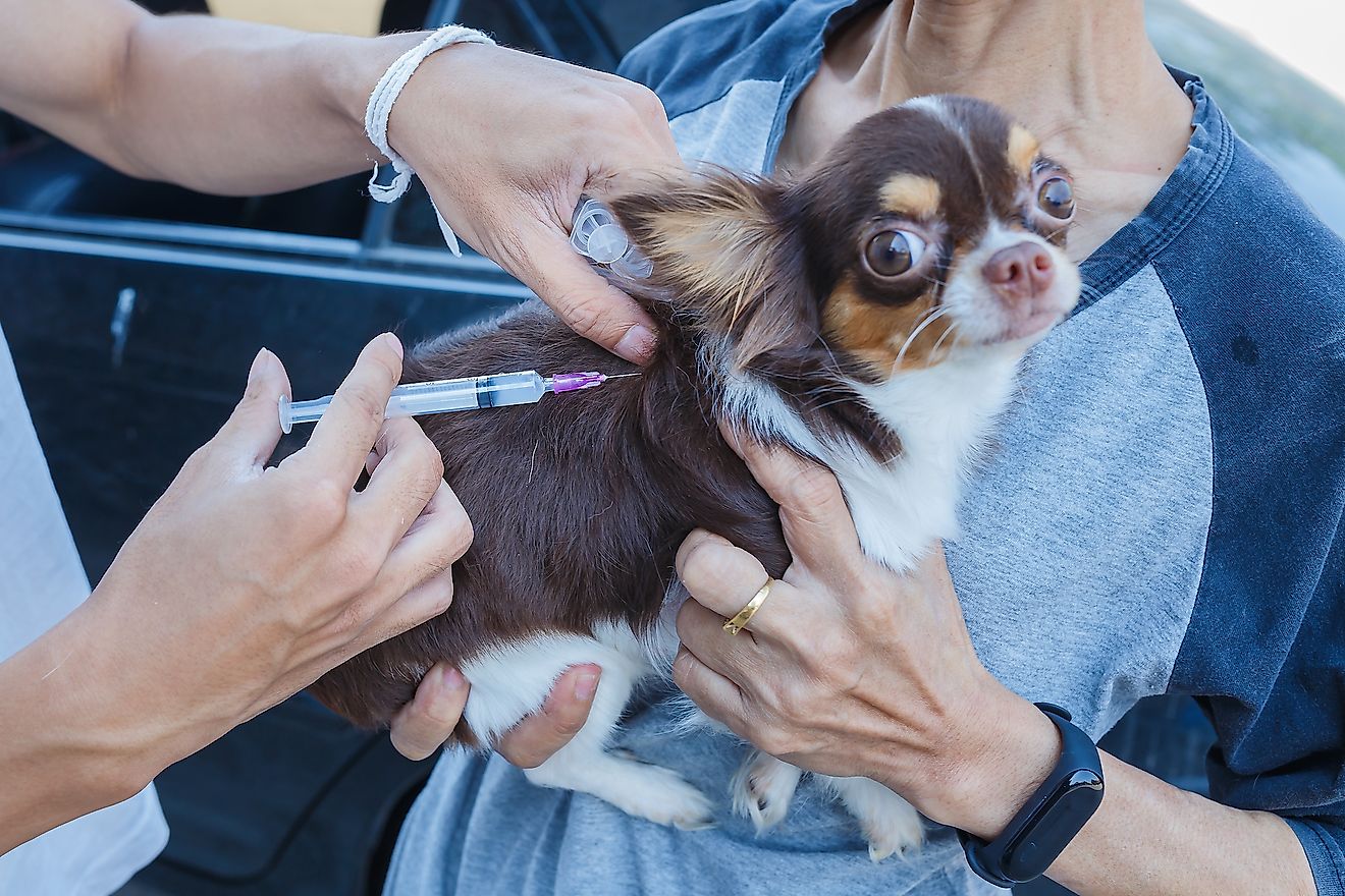 Which Animals Can Carry Rabies WorldAtlas