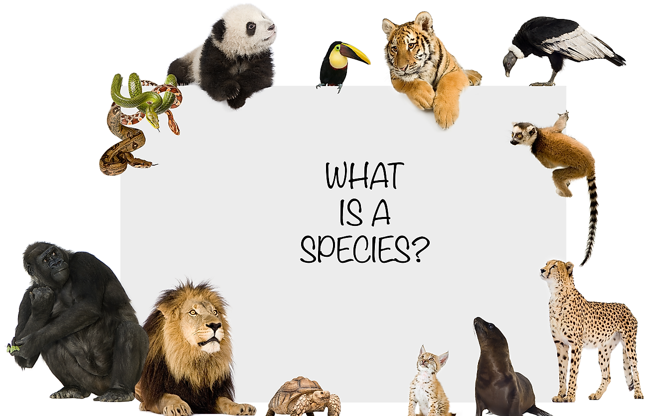 what constitutes a species